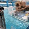 Kosten für Acrylschwimmbecken